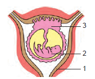 0800puec-2d1e-187x156.png