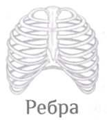 0800pvrr-c39e-155x175.png