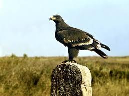 Орел степовий (Aquila rapax)