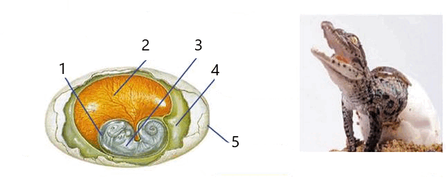 0800pw4h-636c-646x259.png