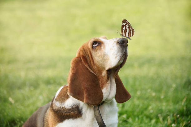 28,500+ Funny Dog Spring Stock Photos, Pictures & Royalty-Free Images - iStock