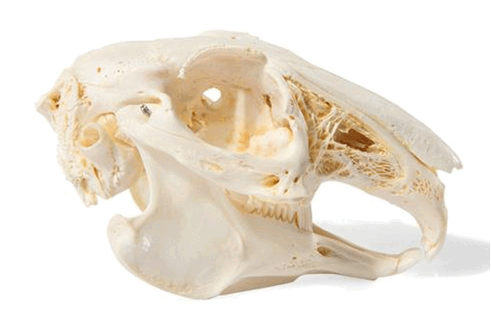 0800q5mm-9417-690x454.png