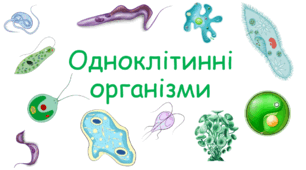 Одноклітинні організми