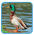 0800q7lv-f088-116x119.png