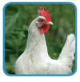0800q7lz-7271-116x119.png