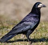 ᐈ Грак (Corvus frugilequs) | Discover.in.ua