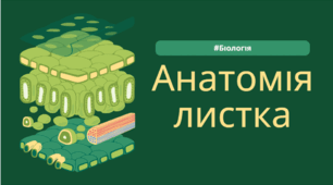 Презентація "Анатомія листка"