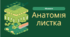 Презентація "Анатомія листка"