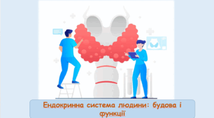  Ендокринна система людини: будова та функції 