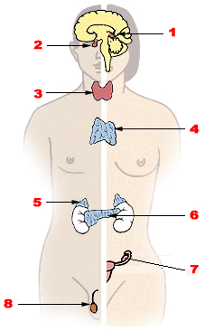 0800qssz-823c-227x366.png