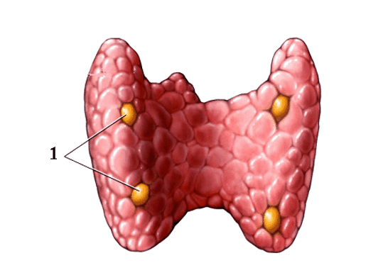 0800qsz1-54e2-546x388.png