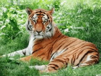 0800r0eg-d941-334x253.png