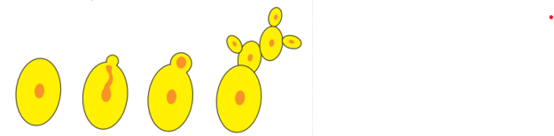 0800r21i-e50f-625x154.png