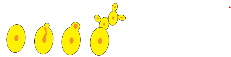 0800r2c0-999c-800x197.png