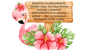 День ФЛАМІНГО.  Хвилинки-цікавинки