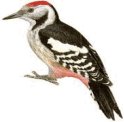 0800r6ig-9715-124x122.png
