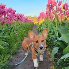 Little Dew | Meet Dewie! A four-month-old Pembroke Corgi from Oregon 🐶 He loves flowers, squeaky toys, and being the little spoon #corgipuppy... | Instagram