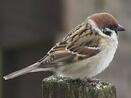 Горобець польовий (Passer montanus, полевой воробей) — Птахи України