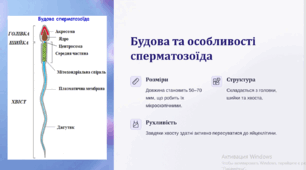 Статеві клітини. Суть та біологічне значення запліднення