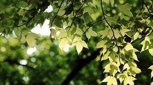 Climate of Ukraine
