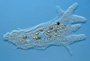 0800rw00-4ec3-305x206.png