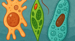 Одноклітинні еукаріоти. 🔬💧🧫🦠Лабораторне дослідження «Інфузорія- туфелька та евглена в краплині води природної водойми» 7 кл НУШ