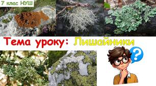 Презентація з біології: Лишайники. 7 клас НУШ.