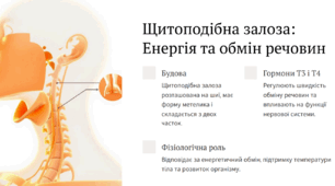 Залози внутрішньої та змішаної секреції.