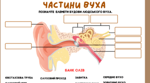 Робочий аркуш "Будова вуха людини"