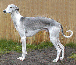 0800stp5-6e98-250x213.jpg