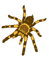 0800sxhw-fded-166x198.png