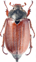 0800t6ja-d9b8-162x280.png