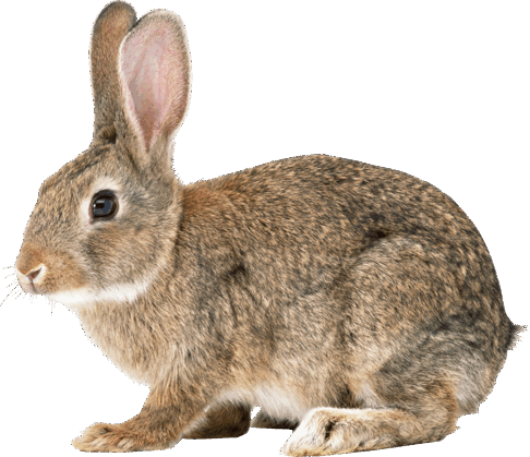 0800t7hi-069d-486x419.png