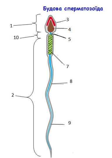 0800t7nv-f3cb-384x538.png