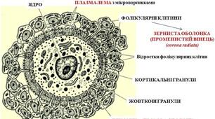 Діагностувальна робота: "Розмноження та розвиток людини"