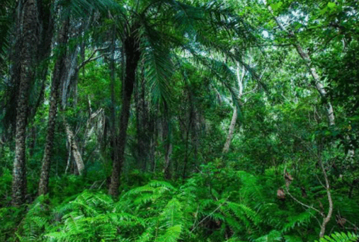0800tg50-4f9c-507x342.png