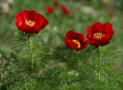 0800tlsf-daec-123x90.png