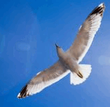 0800tu1i-2bb1-157x152.png