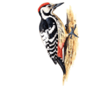 0800ua6d-a19b-158x125.png