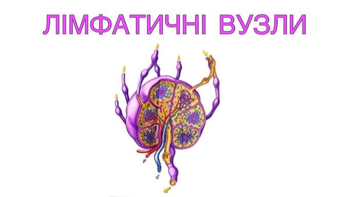 ЛІМФАТИЧНІ ВУЗЛИ
