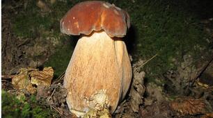 Шапинкові гриби