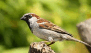 0800v0f3-b8fc-236x137.png