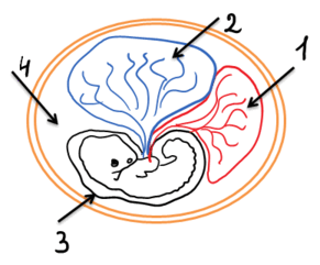 0800v51q-f67a-291x241.png