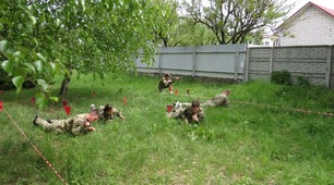 Гра "Джура"