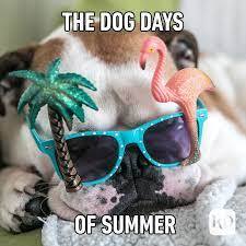 35 Best Summer Memes to Share for Summer 2025 | Reader's Digest