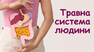 Анатомія. Травна система