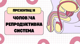 Презентація на тему "Будова чоловічої репродуктивної системи"