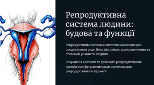 Репродуктивна система людини: будова та функції