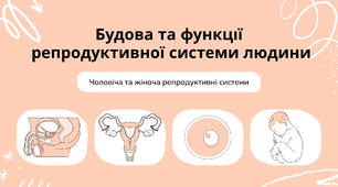 Презентація на тему "Будова та функція репродуктивної системи людини"