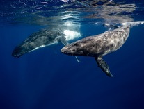 Безкоштовне стокове фото на тему «megaptera novaeangliae, tonga, види китів» стокове фото